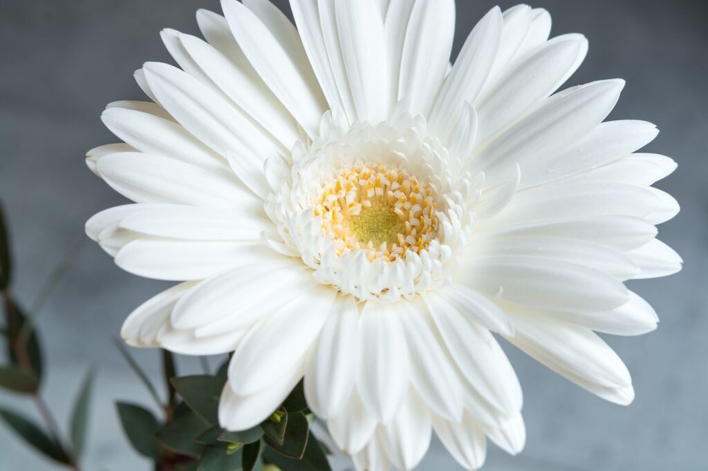 Gerberas Blancas